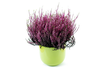 Image showing pot of heather