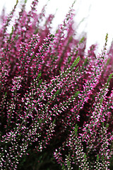 Image showing heather