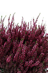 Image showing heather