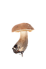 Image showing Boletus in studio