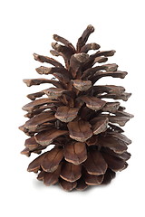 Image showing The pinecone