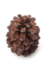 Image showing The pinecone