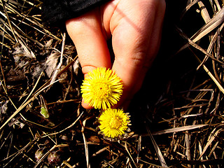 Image showing spring