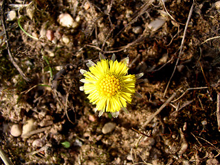 Image showing yellow flower