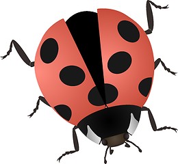 Image showing  illustration of a ladybug isolated on white