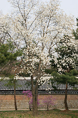 Image showing Garden in bloom