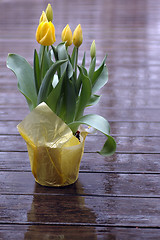 Image showing yellow tulips