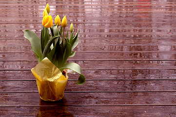 Image showing yellow tulips