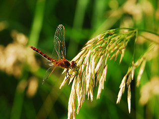 Image showing Dragonfly