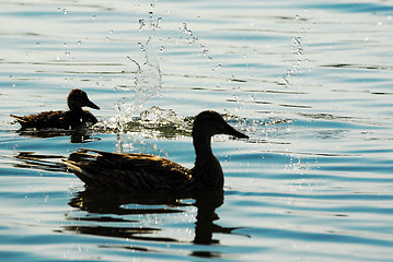 Image showing Two ducks