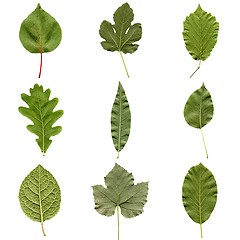 Image showing Leaves collage