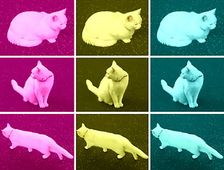 Image showing Pop Art cat