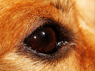 Image showing Dog EYE - macro