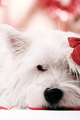 Image showing Westie