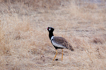 Image showing Gackeltrappe (Eupodotis afra)