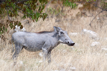 Image showing Warzenschwein (Phacochoerus africanus)