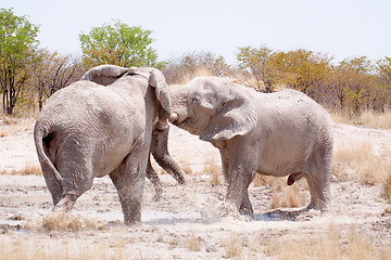 Image showing Elefantenbullen (Elephantidae)