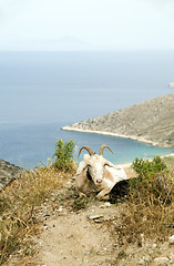 Image showing sheep with horns on mountain over Agia Theodoti beach Ios cyclad