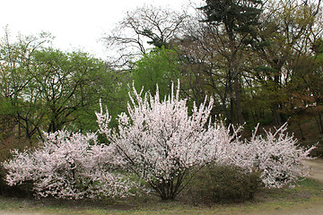 Image showing Cherry blossoms in a Korean garden