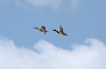 Image showing Wild Ducks in flight