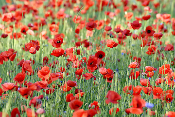 Image showing Poppy field