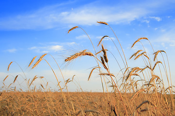 Image showing Cereals field