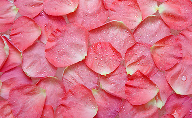 Image showing Dripped water on petal of the roses