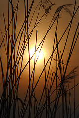 Image showing Reeds at sunset