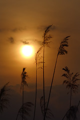 Image showing Reeds at sunset