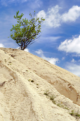Image showing Lonely bush on sandy mountain peak
