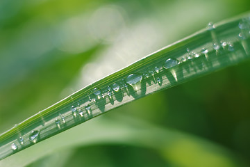 Image showing The drops of water on the grass leaf