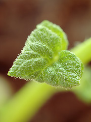 Image showing Young potato plant leaf