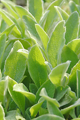 Image showing Sage's leaves close up