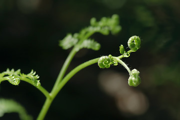 Image showing Young leaf of the fernbrake's fern (Pteridium aqulinum)