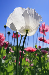 Image showing White poppy flower