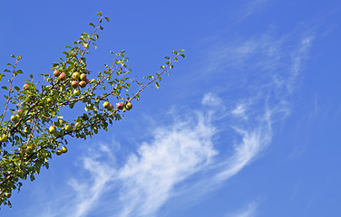 Image showing Wild pear tree with fruits