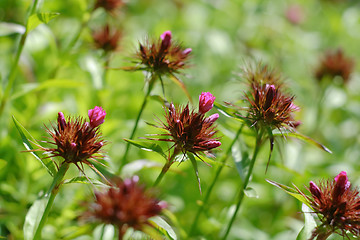 Image showing Fading Sweet William plants (Dianthus barbatus)