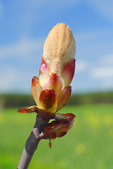 Image showing Horse-chestnut's spring bud (Aesculus hippocastanum)