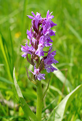 Image showing Small wild orchid