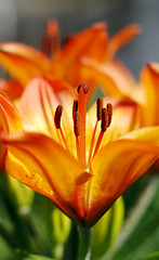 Image showing Lilium flower