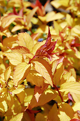 Image showing Yellow and red leaves