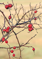 Image showing Dog Rose fruits