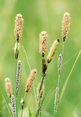 Image showing Sedges inflorescences