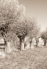 Image showing Willows in a row