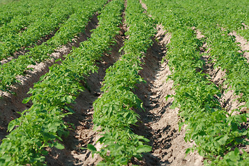 Image showing Potato plantation