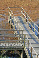 Image showing Wooden platform on swamp