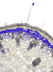 Image showing Sundew flower stem cross section