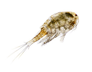 Image showing Freshwater cypoepod (Cyclops)