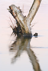 Image showing Dead tree standing in water
