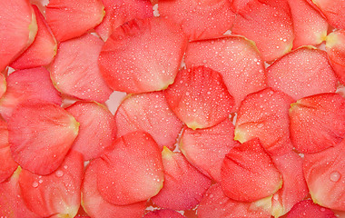 Image showing Dripped water on petal of the roses